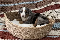 Roxy, a female Australian Shepherd and Bernese Mountain Dog for sale in Chetek, WI – 6 of 10