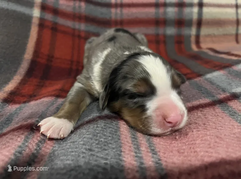 Roxy – Australian Shepherd, Bernese Mountain Dog puppy for sale in Chetek, WI