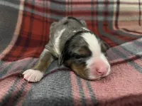 Roxy, a female Australian Shepherd and Bernese Mountain Dog for sale in Chetek, WI – Photo 1 of 6