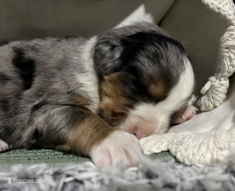 Roxy – Australian Shepherd, Bernese Mountain Dog puppy for sale in Chetek, WI