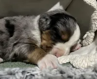 Roxy, a female Australian Shepherd and Bernese Mountain Dog for sale in Chetek, WI – 7 of 10