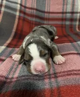Roxy, a female Australian Shepherd and Bernese Mountain Dog for sale in Chetek, WI – Photo 2 of 6
