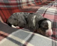 Roxy, a female Australian Shepherd and Bernese Mountain Dog for sale in Chetek, WI – Photo 4 of 6