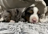Roxy, a female Australian Shepherd and Bernese Mountain Dog for sale in Chetek, WI – 8 of 10