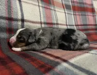 Roxy, a female Australian Shepherd and Bernese Mountain Dog for sale in Chetek, WI – Photo 3 of 6