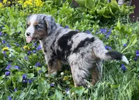 Roxy, a female Australian Shepherd and Bernese Mountain Dog for sale in Chetek, WI – 3 of 10