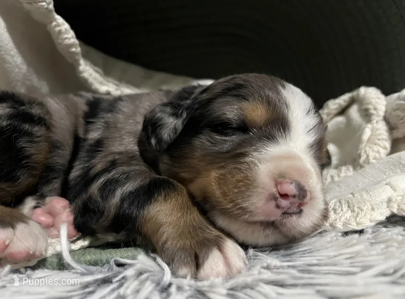 Zeus – Australian Shepherd, Bernese Mountain Dog puppy for sale in Chetek, WI