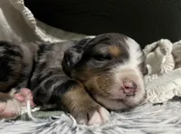 Zeus, a male Australian Shepherd and Bernese Mountain Dog for sale in Chetek, WI – 5 of 10