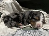 Zeus, a male Australian Shepherd and Bernese Mountain Dog for sale in Chetek, WI – 4 of 10