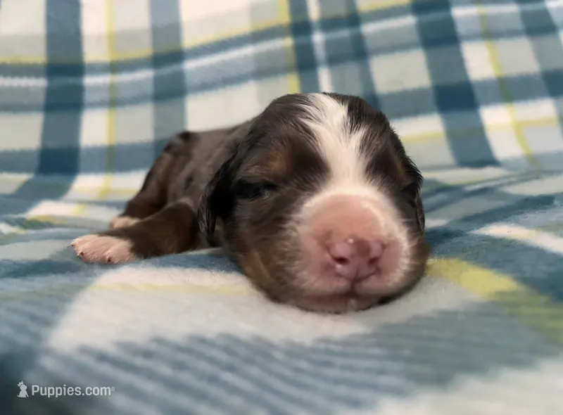 Zeus – Australian Shepherd, Bernese Mountain Dog puppy for sale in Chetek, WI