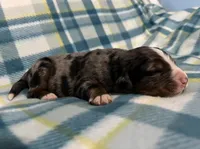 Zeus, a male Australian Shepherd and Bernese Mountain Dog for sale in Chetek, WI – Photo 2 of 5