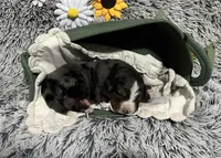 Zeus, a male Australian Shepherd and Bernese Mountain Dog for sale in Chetek, WI – 6 of 10