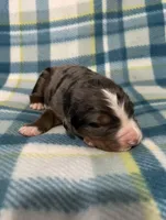 Zeus, a male Australian Shepherd and Bernese Mountain Dog for sale in Chetek, WI – Photo 3 of 5