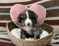 Zeus, a male Australian Shepherd and Bernese Mountain Dog for sale in Chetek, WI – 2 of 10