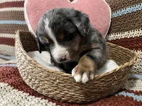 Zeus, a male Australian Shepherd and Bernese Mountain Dog for sale in Chetek, WI – 3 of 10