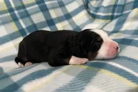 Charlie, a male Australian Shepherd and Bernese Mountain Dog for sale in Chetek, WI – Photo 3 of 5