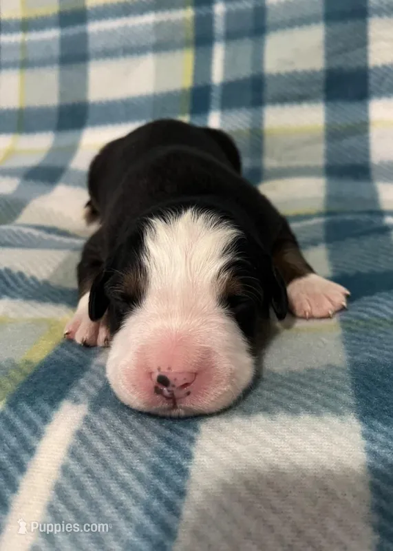 Charlie – Australian Shepherd, Bernese Mountain Dog puppy for sale in Chetek, WI