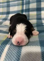 Charlie, a male Australian Shepherd and Bernese Mountain Dog for sale in Chetek, WI – Photo 1 of 5