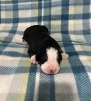 Charlie, a male Australian Shepherd and Bernese Mountain Dog for sale in Chetek, WI – Photo 2 of 5
