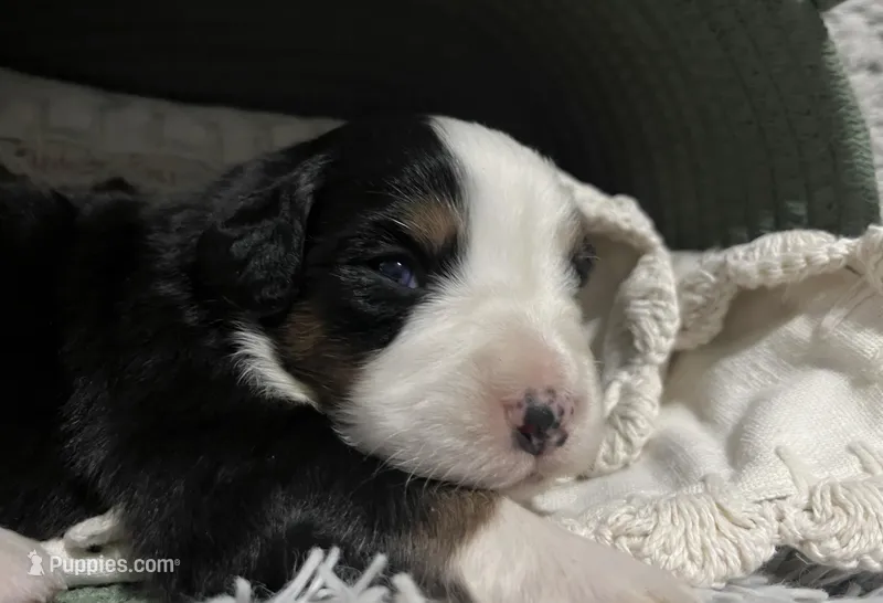Charlie – Australian Shepherd, Bernese Mountain Dog puppy for sale in Chetek, WI