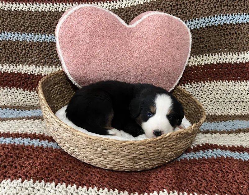 Charlie – Australian Shepherd, Bernese Mountain Dog puppy for sale in Chetek, WI