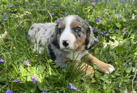 Sadie, a female Australian Shepherd and Bernese Mountain Dog for sale in Chetek, WI – 4 of 10