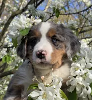 Roxy, a female Australian Shepherd and Bernese Mountain Dog for sale in Chetek, WI – 2 of 10