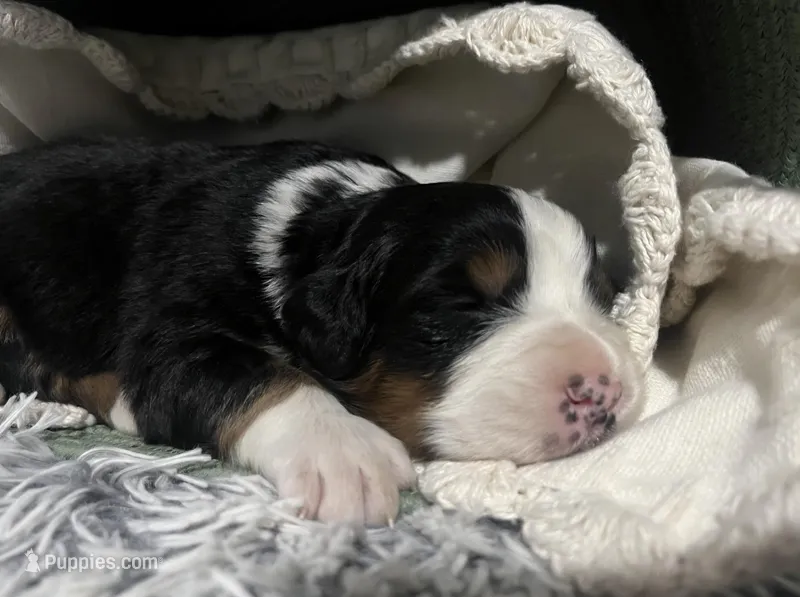 Duke – Australian Shepherd, Bernese Mountain Dog puppy for sale in Chetek, WI