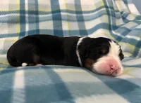 Duke, a male Australian Shepherd and Bernese Mountain Dog for sale in Chetek, WI – Photo 3 of 6