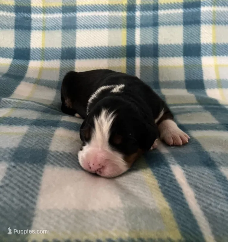 Duke – Australian Shepherd, Bernese Mountain Dog puppy for sale in Chetek, WI