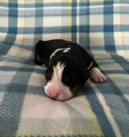 Duke, a male Australian Shepherd and Bernese Mountain Dog for sale in Chetek, WI – Photo 1 of 6