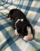 Duke, a male Australian Shepherd and Bernese Mountain Dog for sale in Chetek, WI – Photo 4 of 6