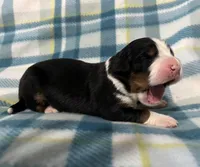 Duke, a male Australian Shepherd and Bernese Mountain Dog for sale in Chetek, WI – Photo 2 of 6