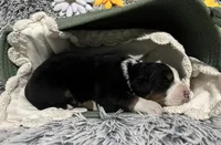 Duke ~ RESERVED, a male Australian Shepherd for sale in Chetek, WI – Photo 2 of 8