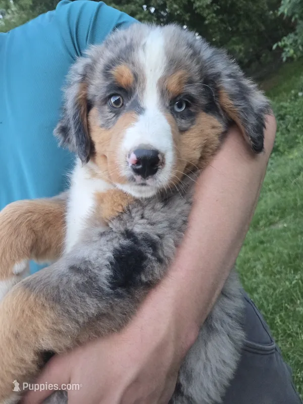 Rex – Australian Shepherd, Bernese Mountain Dog puppy for sale in Chetek, WI