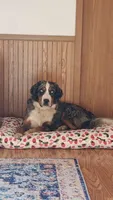 Scout, a male Australian Shepherd and Bernese Mountain Dog for sale in Chetek, WI – Photo 5 of 5