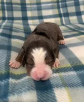 Scout, a male Australian Shepherd and Bernese Mountain Dog for sale in Chetek, WI – Photo 3 of 5