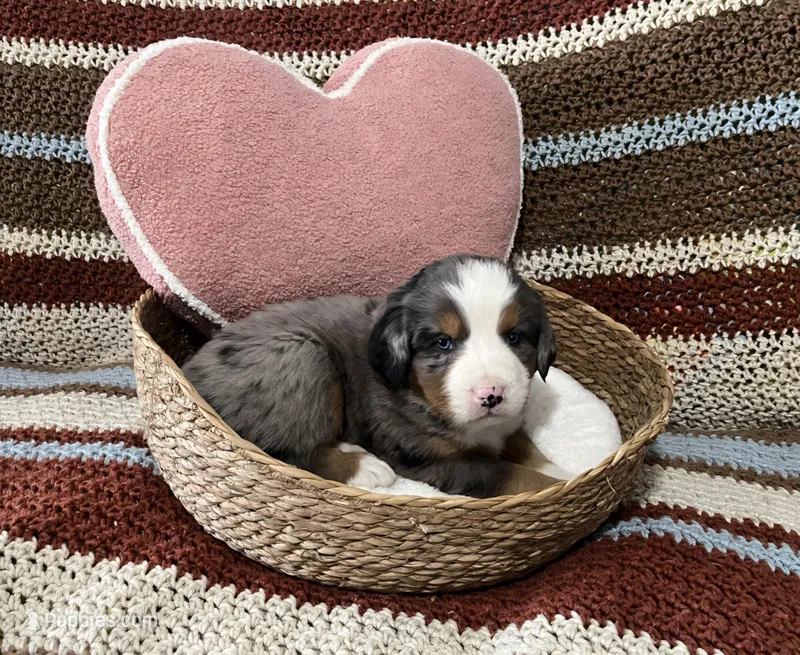 Scout – Australian Shepherd, Bernese Mountain Dog puppy for sale in Chetek, WI