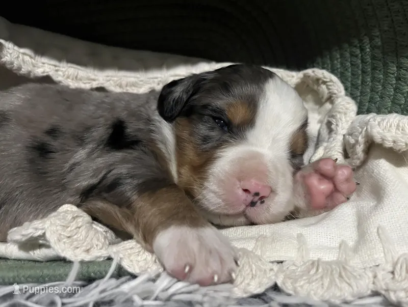 Scout – Australian Shepherd, Bernese Mountain Dog puppy for sale in Chetek, WI