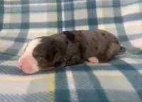 Scout, a male Australian Shepherd and Bernese Mountain Dog for sale in Chetek, WI – Photo 2 of 5