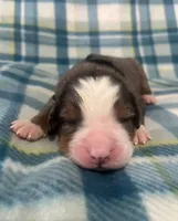 Scout, a male Australian Shepherd and Bernese Mountain Dog for sale in Chetek, WI – Photo 1 of 5