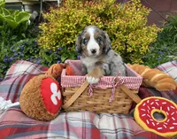 Sadie, a female Australian Shepherd and Bernese Mountain Dog for sale in Chetek, WI – 1 of 10