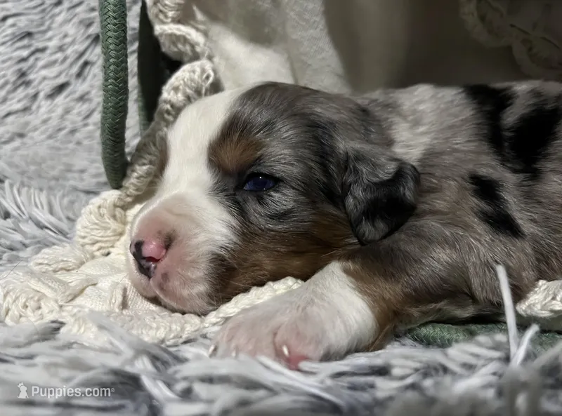 Winston – Australian Shepherd, Bernese Mountain Dog puppy for sale in Chetek, WI