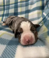 Winston, a male Australian Shepherd and Bernese Mountain Dog for sale in Chetek, WI – Photo 2 of 6