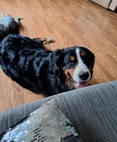 Winston, a male Australian Shepherd and Bernese Mountain Dog for sale in Chetek, WI – Photo 5 of 6