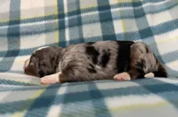 Winston, a male Australian Shepherd and Bernese Mountain Dog for sale in Chetek, WI – Photo 4 of 6