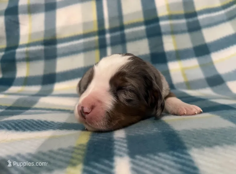 Winston – Australian Shepherd, Bernese Mountain Dog puppy for sale in Chetek, WI