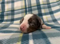 Winston, a male Australian Shepherd and Bernese Mountain Dog for sale in Chetek, WI – Photo 1 of 6