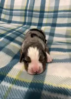 Winston, a male Australian Shepherd and Bernese Mountain Dog for sale in Chetek, WI – Photo 3 of 6