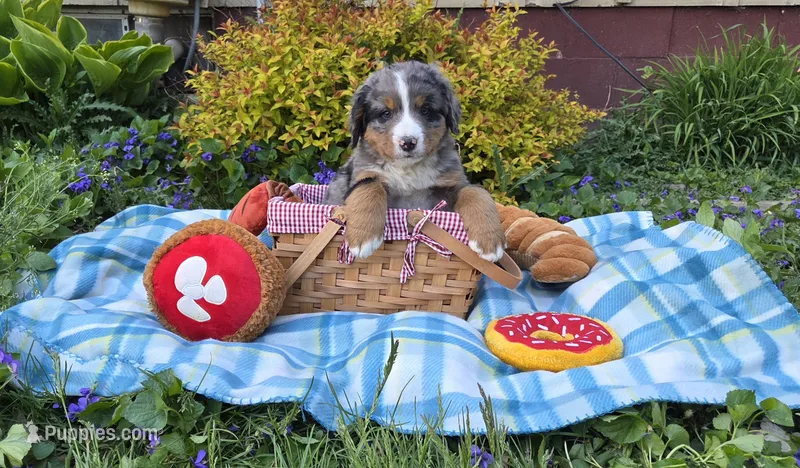 Zeus – Australian Shepherd, Bernese Mountain Dog puppy for sale in Chetek, WI